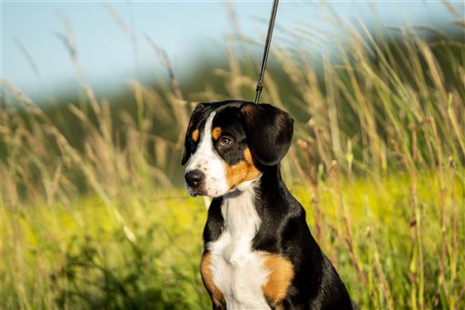 Ingår i grupp 2 Schnauzer och pinscher, molosser och bergshundar samt sennenhundar Historik Rasen är minst bland de fyra schweiziska sennenhundarna (appenzeller sennenhund, berner sennenhund, entlebucher sennenhund, grosser schweizer sennenhund). Den härstammar från dalen Entlebuch. Första rasbeskrivningen kom 1889 med namnet "Entlibucherhund", men ännu lång tid därefter skilde man överhuvudtaget inte på appenzeller och entlebucher sennenhund. En entlebucher sennenhund skulle på dagen driva och vakta boskapen och vakta sin ägare på natten. Det viktigaste var att hundarna själva kunde förtjäna sitt levebröd. Den första rasstandarden fastställdes 1927.  Användningsområde Entlebucher sennenhund är en boskapsdrivande vakt- och vallhund och behöver motion därefter. Den behöver också arbeta med hjärnan med olika aktiviteter, alla typer av nosarbete är bra; tävlingslydnad och agility uppskattas också. Den kräver mycket sysselsättning. Om den får det, blir den en bra sällskapshund och man slipper allt okynnesskällande.  Hälsa De allvarligaste rassjukdomarna är ögonsjukdomen progressiv retinal atrofi (PRA; slutar med blindhet) samt ektopisk uretär (urinledaren från njuren mynnar inte på normalt sätt i urinblåsan). Höftledsdysplasi (HD) förekommer.  Egenskaper / Mentalitet En entlebucher sennenhund är en liten och mycket livlig skällande vallhund, som är alert och trevlig för sin familj, men oftast mycket reserverad för främmande människor. Den är extremt trogen sin ägare och lämnar ogärna den i familjen som är flockledare. Den väntar gärna vid din sida bara för att få vara med dig. Att vara i hundgård eller bli lämnad ensam är inget liv för rasen. Den behöver mycket miljöträning och social träning. Den är lättlärd och behöver aktiveras ordentligt för att fungera bra.  Storlek och utseende Det är en muskulös, snabb och smidig hund. Mankhöjd för hanar är 44–50 cm och för tikar 42–48 cm. Den har en päls med täckhår som är kort, tätt åtliggande, hård och glänsande. Den är trefärgad med en svart grundfärg med gul till rostbrun tanteckning och vita tecken.  Pälsvård Pälsen är enkel att sköta. Vanligast fäller hunden två gånger per år.  Övrigt Rasen har ett stort behov av att tillhöra en flock och känna gemenskap med övriga familjemedlemmar. För att kunna tillgodose detta behov krävs att ägaren har möjlighet att vara tillsammans med hunden större delen av dygnet. Ensamhet sätter snabbt sina spår i form av en icke-social hund. Besök gärna rasklubbens webbplats för mer information om rasen.  Denna text är framtagen av skk.se eller i samarbete med rasklubben.