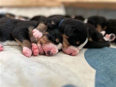 Lila & Blå