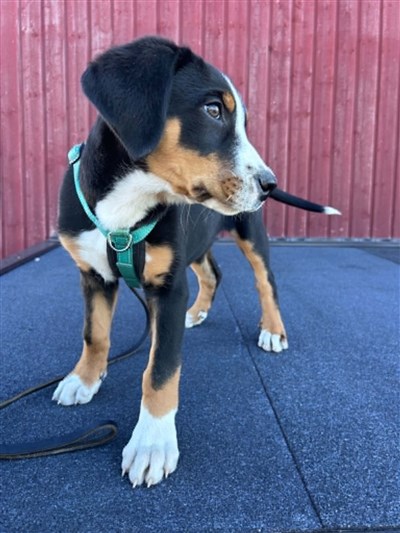 DAGNY 12 VECKOR