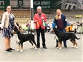 BIRKAVÄSTERÅSBIR.jpg
