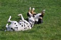 DSC_0385.JPG